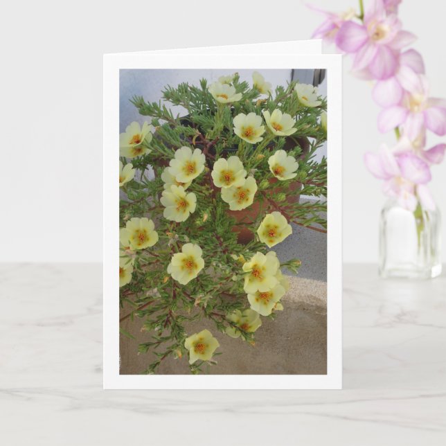 Mossros Portulaca, Sukkulent Blommande Växt Kort (Orkide)