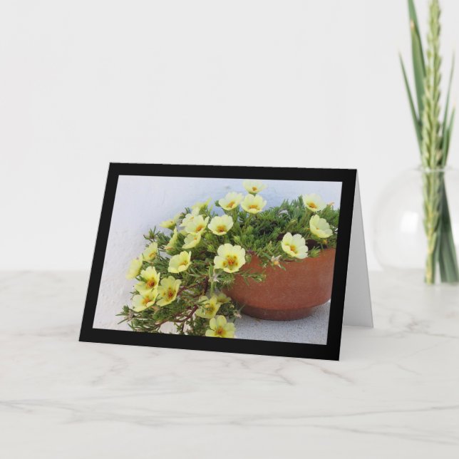 Mossrosportulak, Sukkulent Blommande Växt Kort (Framsida)