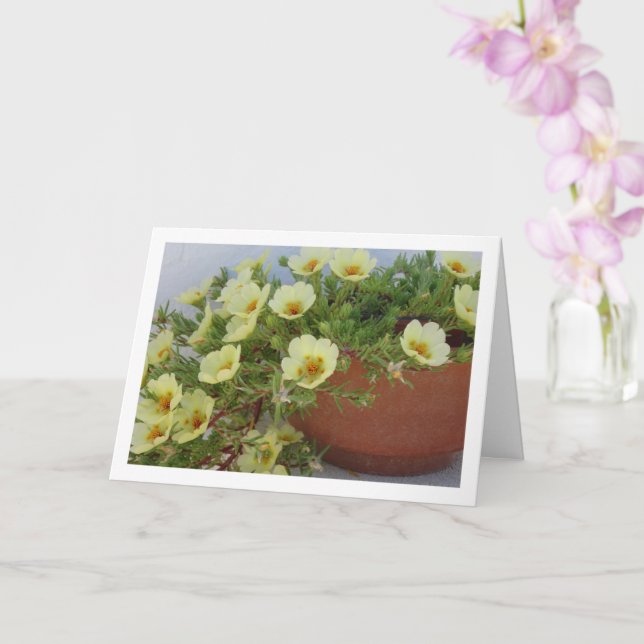 Mossrosportulak, Sukkulent Blommande Växt Kort (Orkide)