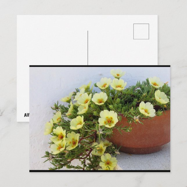 Mossrosportulak, Sukkulent Blommande Växt Vykort (Fram/baksida)