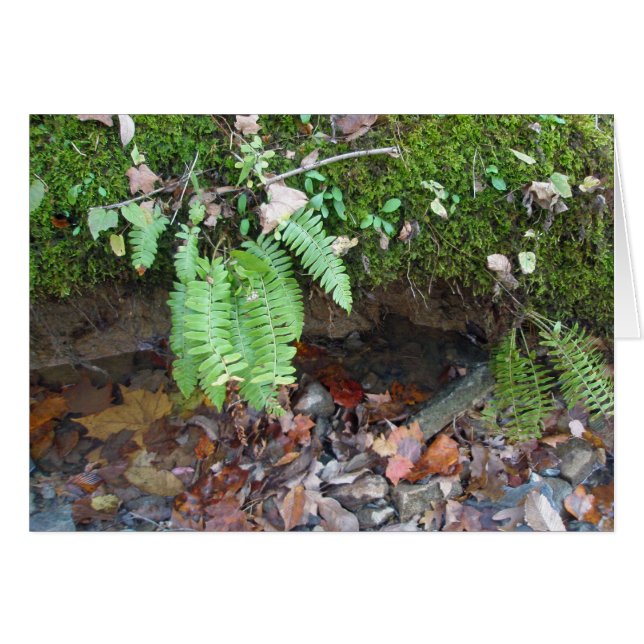 Mossy Bäck Bank Hälsningskort (Framsidan Horizontal)