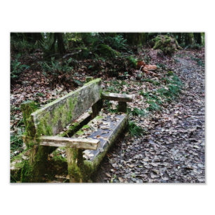 Mossy Bench Nature Trail in Olympic National Park Fototryck