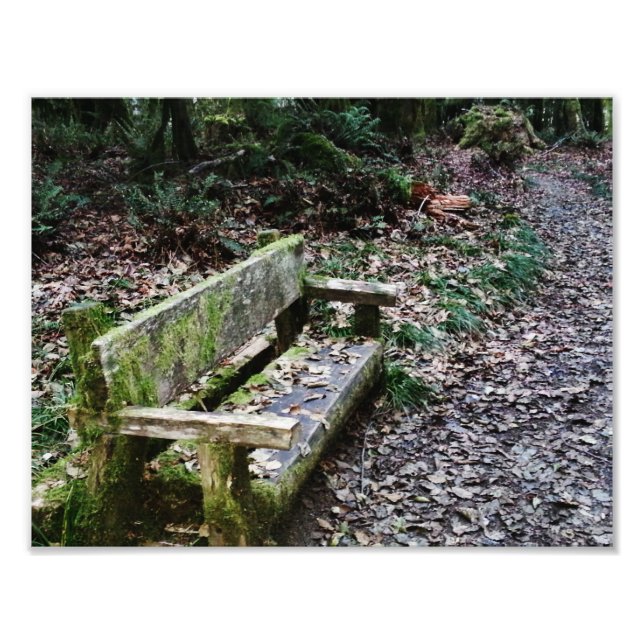 Mossy Bench Nature Trail in Olympic National Park Fototryck (Framsidan)