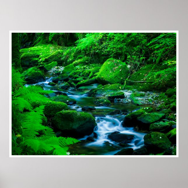 Mossy Forest Stream in Killarney National Park Poster (Framsidan)