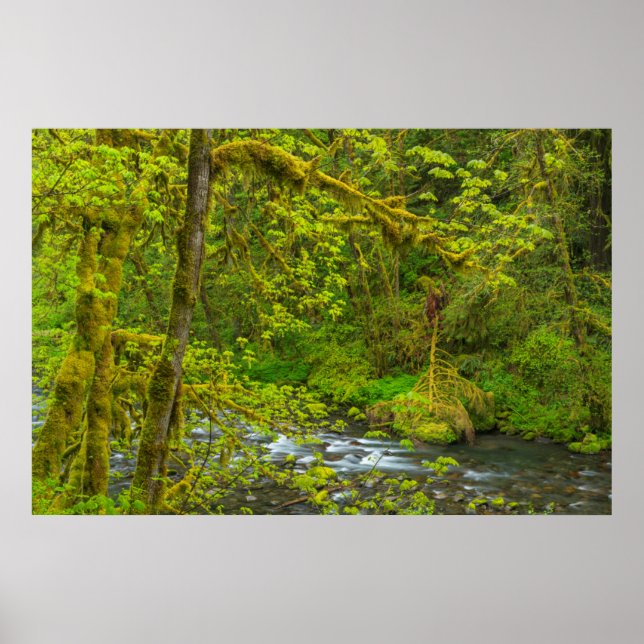 Mossy Sten och Träd Line Eagle Bäck Poster (Framsidan)