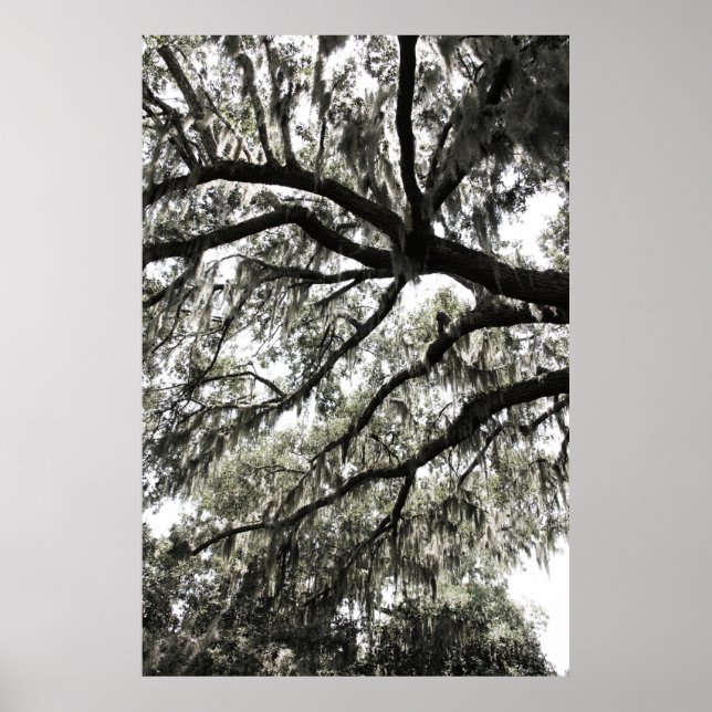 Mossy Struktur 1 Poster (Framsidan)