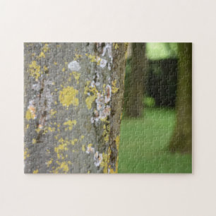 Mossy Träd Skogen Nature Photography Garden Pussel