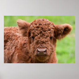 Möt den admatta höglandskalan poster
