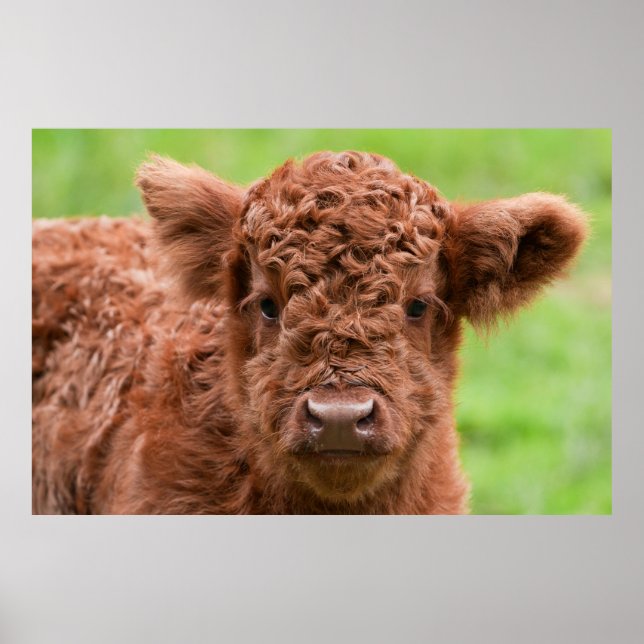 Möt den admatta höglandskalan poster (Framsidan)