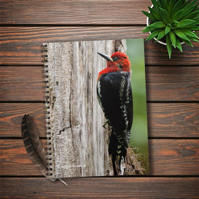 Möt en rödbrustad sapsucker anteckningsbok med spiral (Red-Breasted Sapsucker in the Forest Journal Cover Photo)
