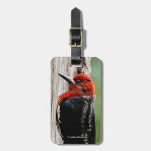 Möt en rödbrustad sapsucker bagagebricka