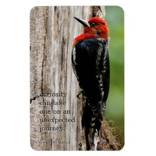 Möt en rödbrustad sapsucker magnet