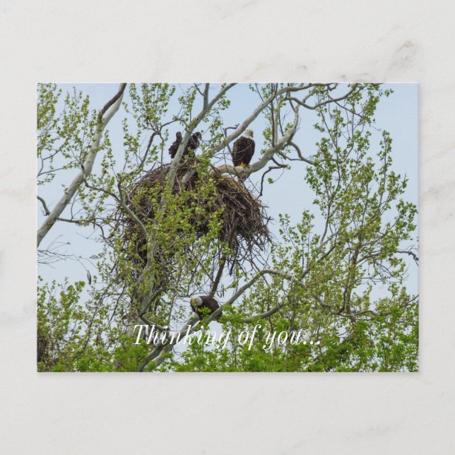 Möt familjen Eagle Vykort (Framsida)