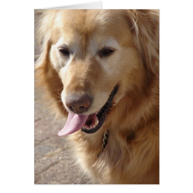 Möt Golden Retriever Hälsningskort (Framsidan)