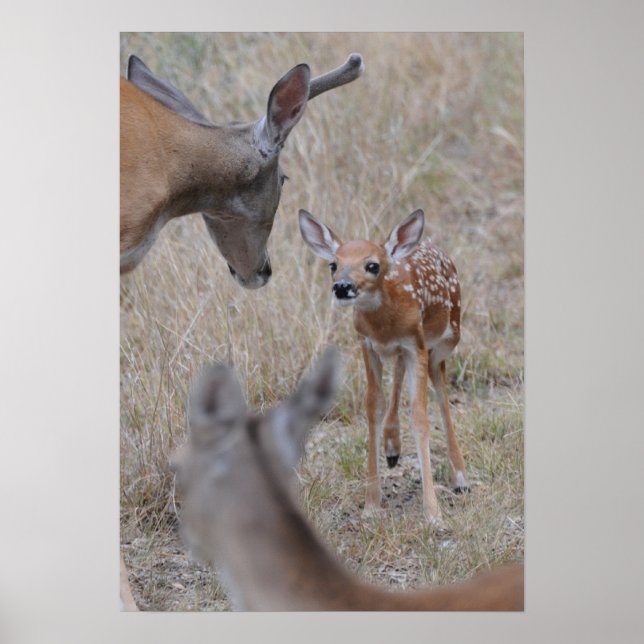 Möt Nyfödd bebis Poster (Framsidan)