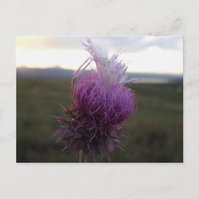 Mot spannmål vykort (Framsida)