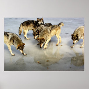 Möt Varg Pack Poster