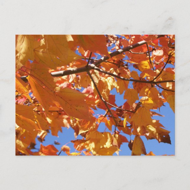 Mot vykortet himlar vykort (Framsida)