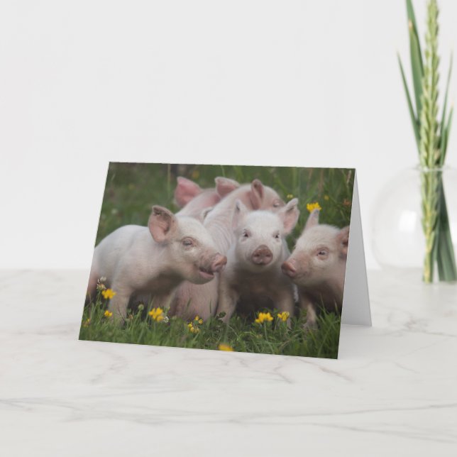 Möte av de tre lite grisarna kort (Framsida)