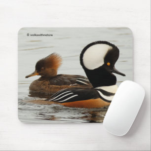 Möte mellan Hooded Merganser Ankor Musmatta