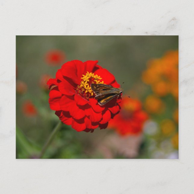 Moth and Red Zinnia Vykort (Framsida)
