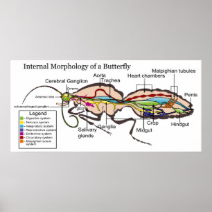 Moth Butterfly Lepidoptera, inre morfologi Poster