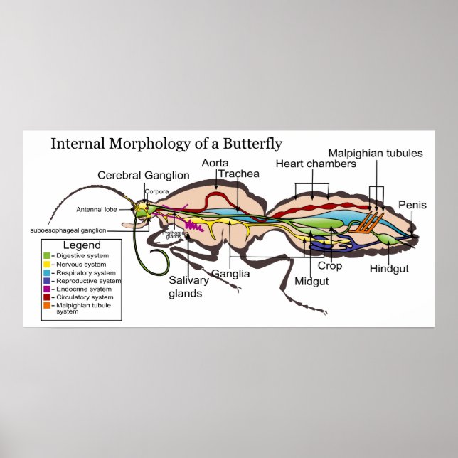 Moth Butterfly Lepidoptera, inre morfologi Poster (Framsidan)