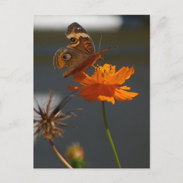 Moth Coreopsis Vykort (Framsida)