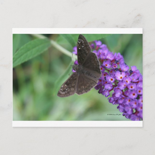 Moth Dreams Vykort (Framsida)