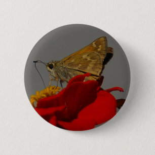 Moth Knapp