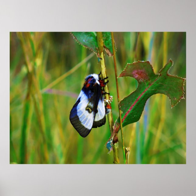 Moth Lay Eggs Poster (Framsidan)