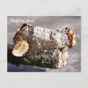 Moth Magic: Buff-spetsen 'bruten twig' Moth vycard Vykort
