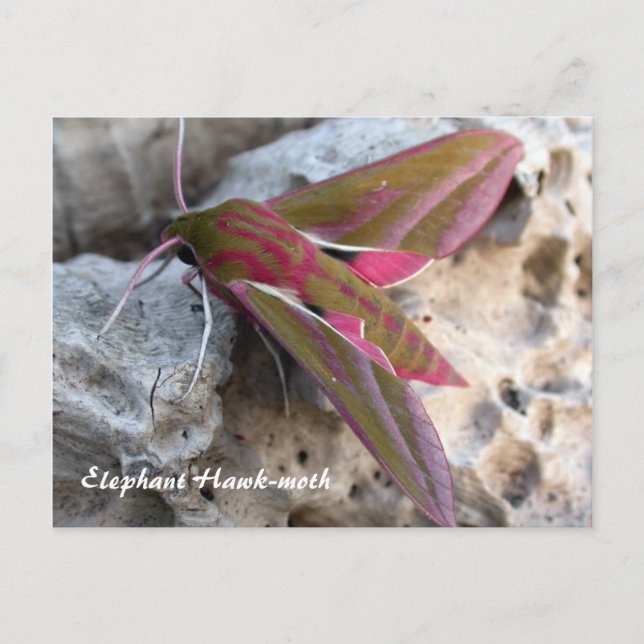 Moth Magic: Elephant Hawk-moth vycard Vykort (Framsida)