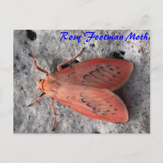 Moth Magic: Rosy Footman Moth-vykort Vykort (Framsida)