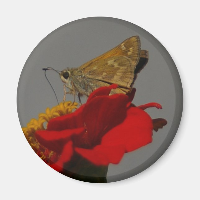 Moth Magnet (Framsidan)