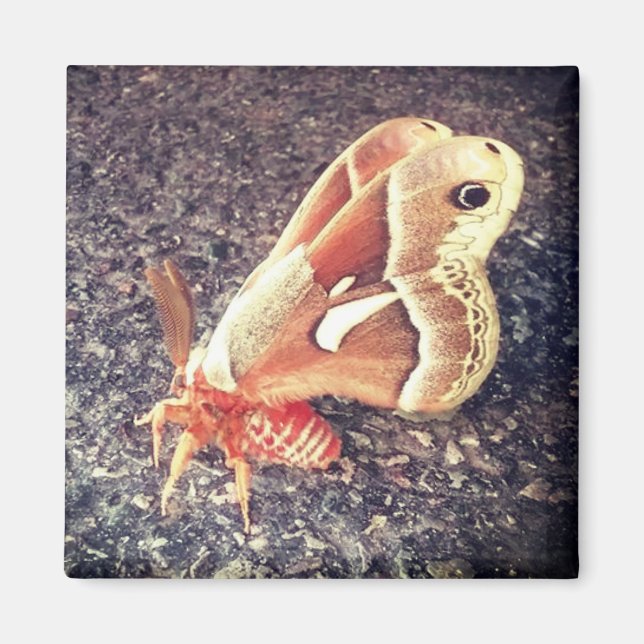 Moth Magnet (Framsidan)