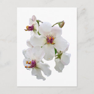 Moth Mullein Wildblome Vykort