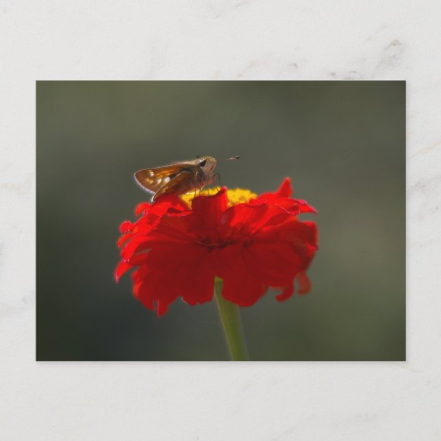 Moth och röd Zinnia Vykort (Framsida)