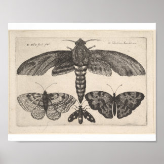 Moth och tre fjärilar av Wenceslaus Hollar Poster