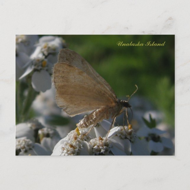 Moth on Yarrow Flowers, Unalaska Island Vykort (Framsida)