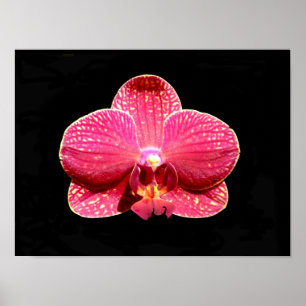 Moth Orchid-affisch Poster