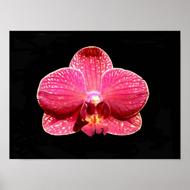 Moth Orchid-affisch Poster (Framsidan)
