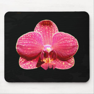 Moth Orchid-Musmatta Musmatta