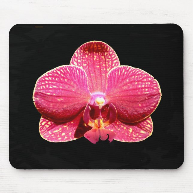 Moth Orchid-Musmatta Musmatta (Framsidan)
