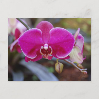 Moth Orchid-vykort Vykort