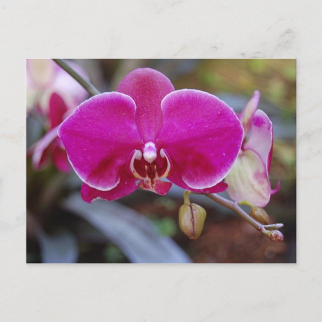 Moth Orchid-vykort Vykort (Framsida)