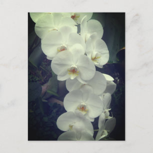 Moth Orchid-vykort Vykort