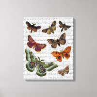Moth Plate 2