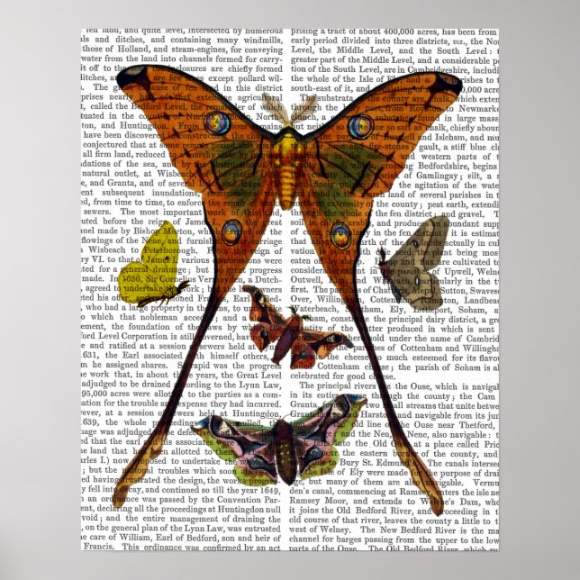 Moth Plate 2 Poster (Framsidan)