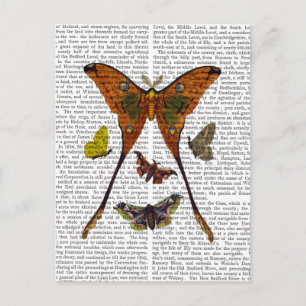 Moth Plate 2 Vykort